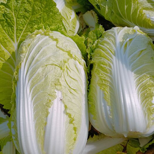 夏邑县黄心大白菜
