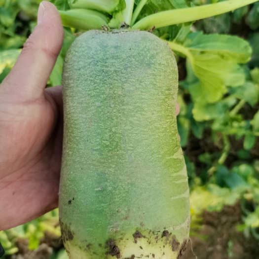 正宗沙窝萝卜