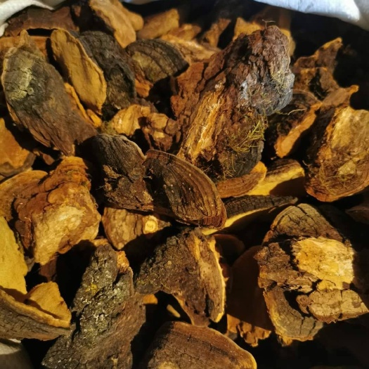 松潘县川藏高原，岩桑黄，精品，100克以上