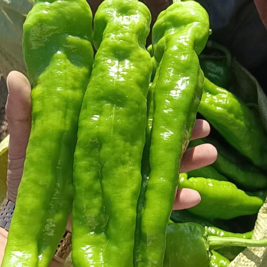 夏邑县青泡椒  河南夏邑301泡椒大量上市 品类多 按需包装 产地