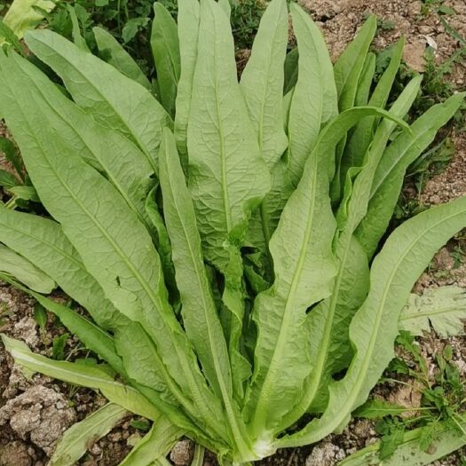 嘉祥县油麦菜