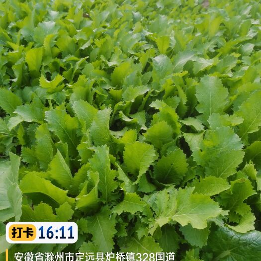 定远县芥菜雪里蕻