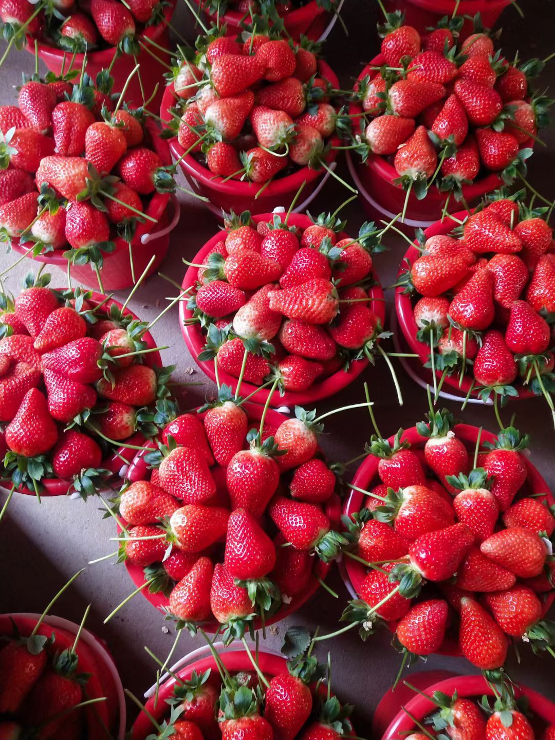 莒南县甜查理草莓  ；艳丽；华燕；妙香七号；拉松六号百万亩草莓产地