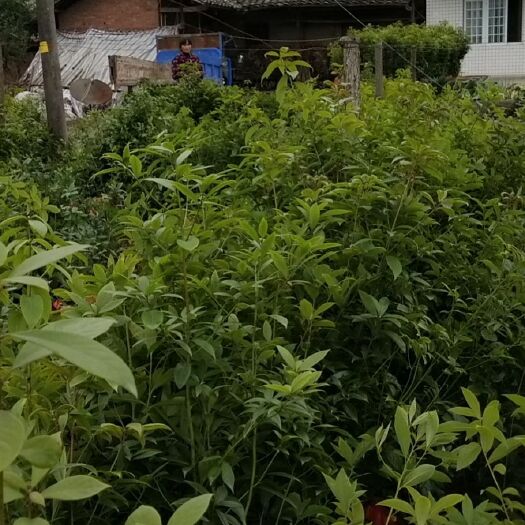 洪雅县贞楠营养杯苗起苗，需要的联系