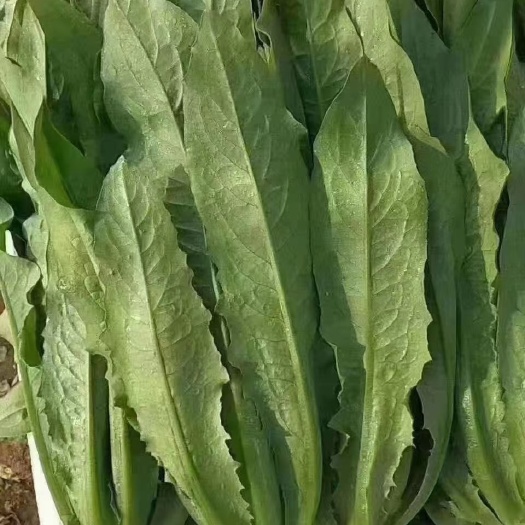 邯郸精品油麦