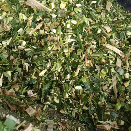 宾阳县青贮玉米秸秆草料