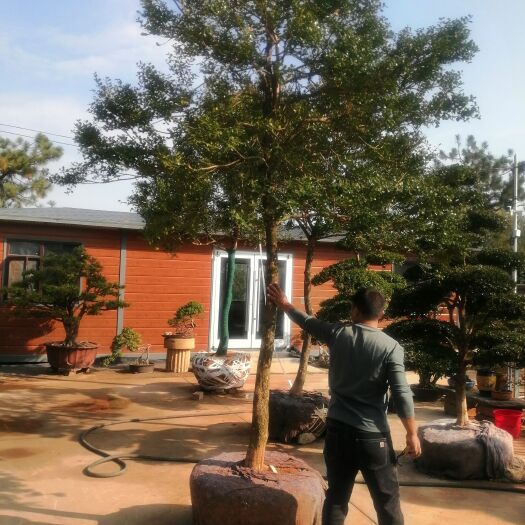 泗阳县庭院黄杨树
