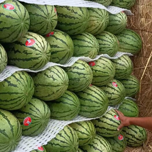 长沙硒砂瓜