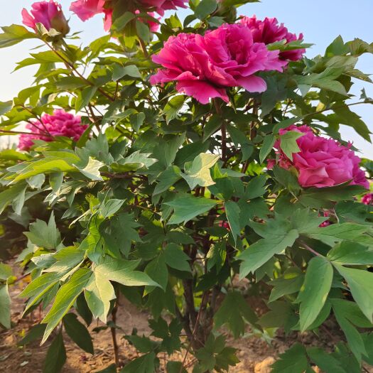 菏泽牡丹花
