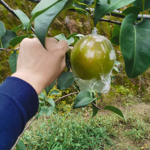 吉县玉露香梨，香甜多汁