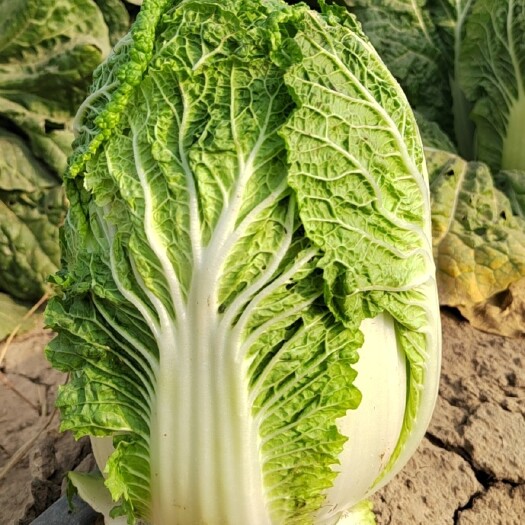 中宁县宁夏小白菜，口感好，量大从优