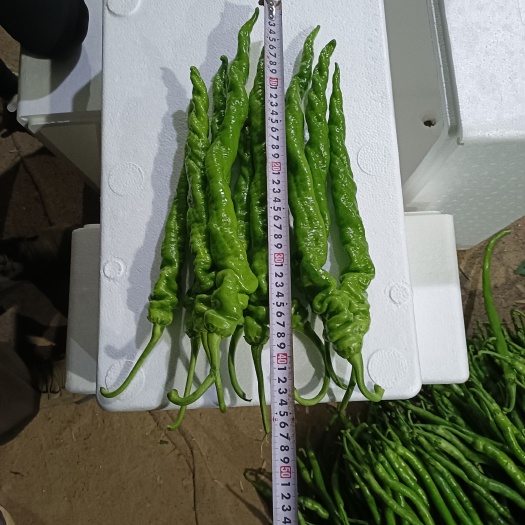内黄县内黄县，大棚种植陇椒，货源充足，