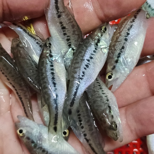 南宁加州鲈鱼苗   技术支持，现场指导，量大送货到家。