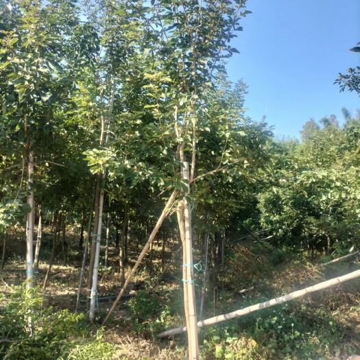 江门黄花风铃多花5－7