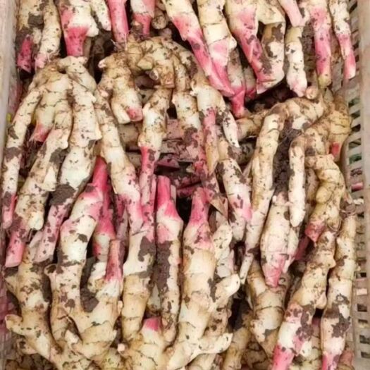 潍坊子姜，现挖，现卖，损坏包赔