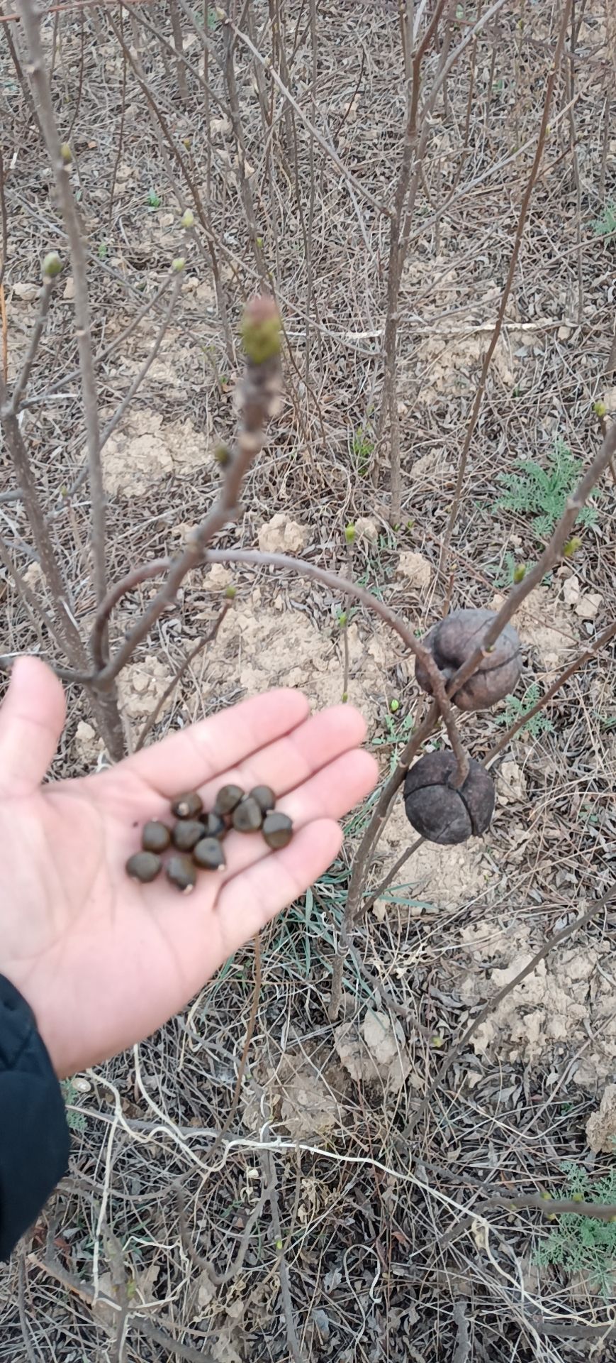 文冠果树苗 已挂果，（木瓜苗），油用均可！