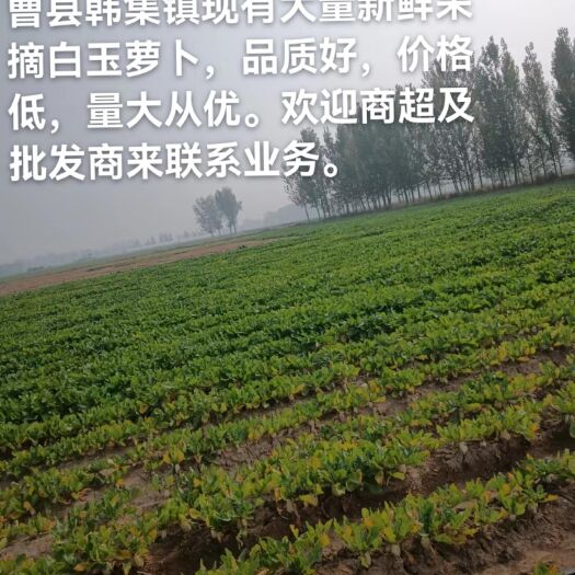 白玉萝卜