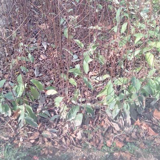 绛县一年软枣苗
