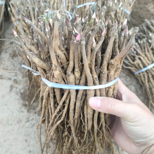 亳州牡丹苗 药用牡丹苗大量供应观赏药用 提供种植技术