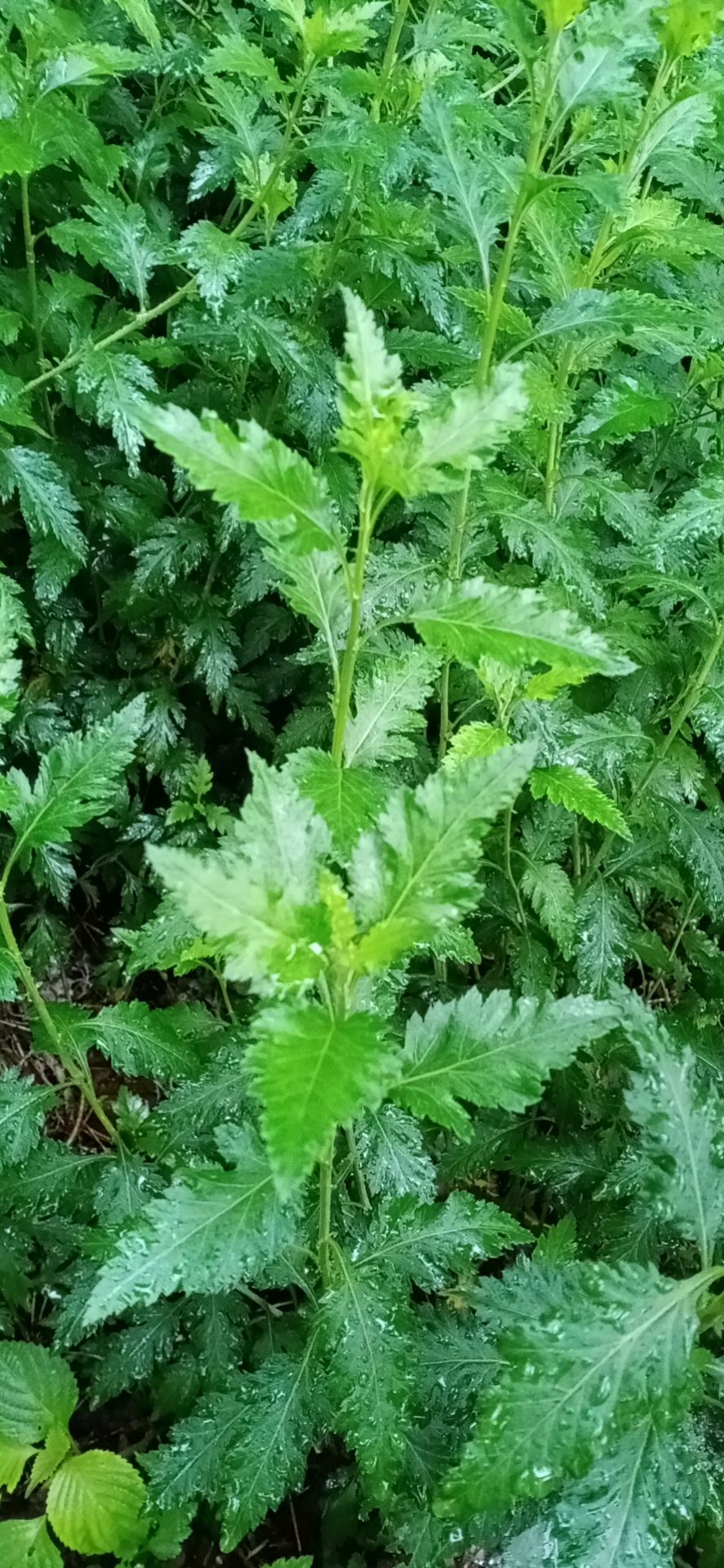 菊花脑苗 多年生蔬菜种苗～菊花脑种苗