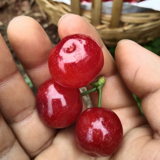 脆皮樱桃苗纯甜无酸，鲜苗发货，提供技术支持，南北均可种植