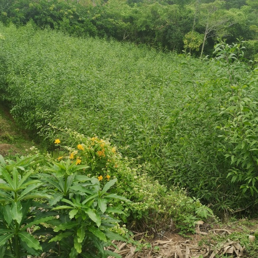 揭阳大叶相思马占相思相思