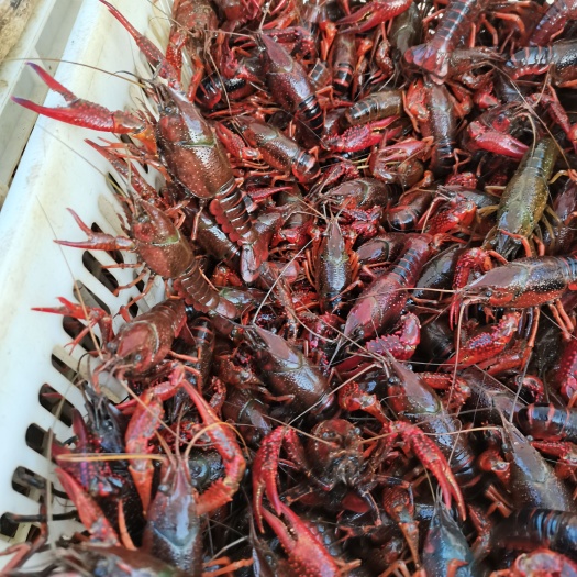 荆州虾苗