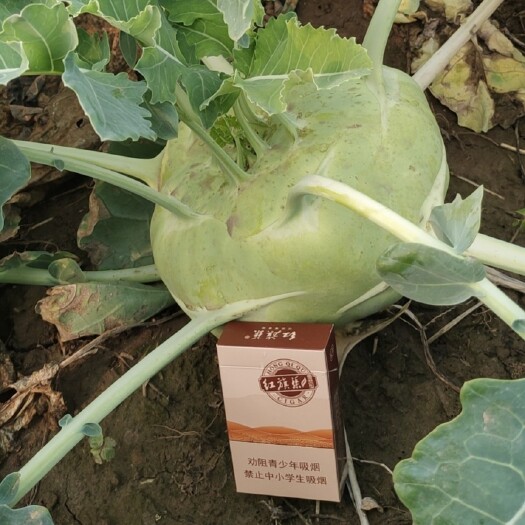 隆尧县苤蓝