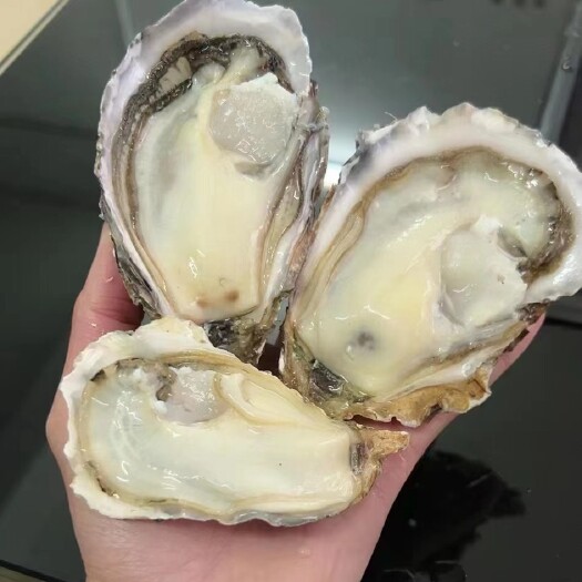 佛山山东精品乳山蚝