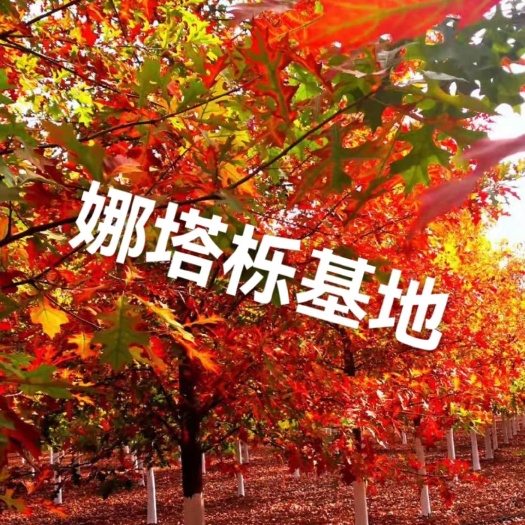 南京娜塔栎，娜塔栎小苗，娜塔栎价格，南京娜塔栎，娜塔栎大苗