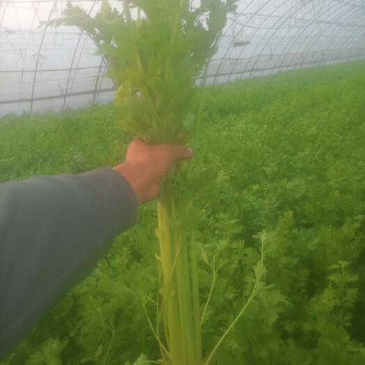 芹菜，翠绿的大芹菜，大棚货，产地供应