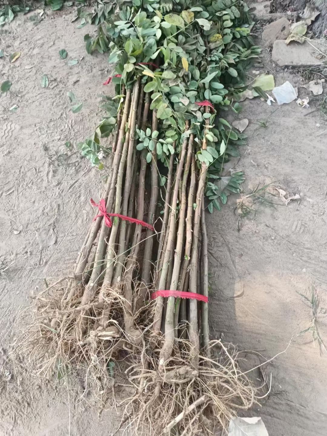 1--3年生，刺槐小苗，刺槐樹，香花槐！