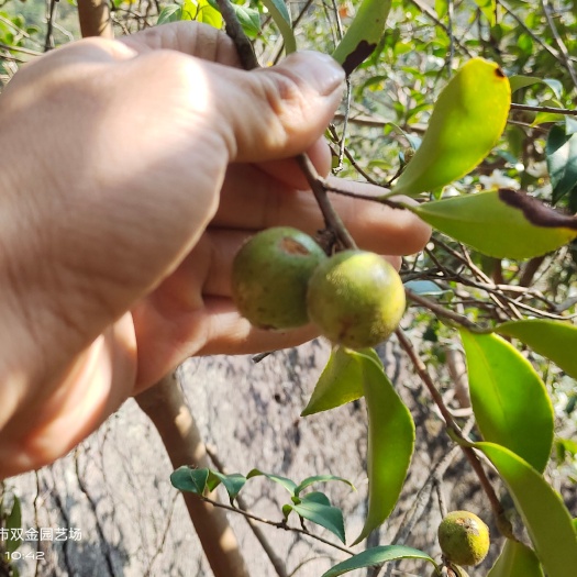 樟树市高山茶油 山茶果 新鲜茶果