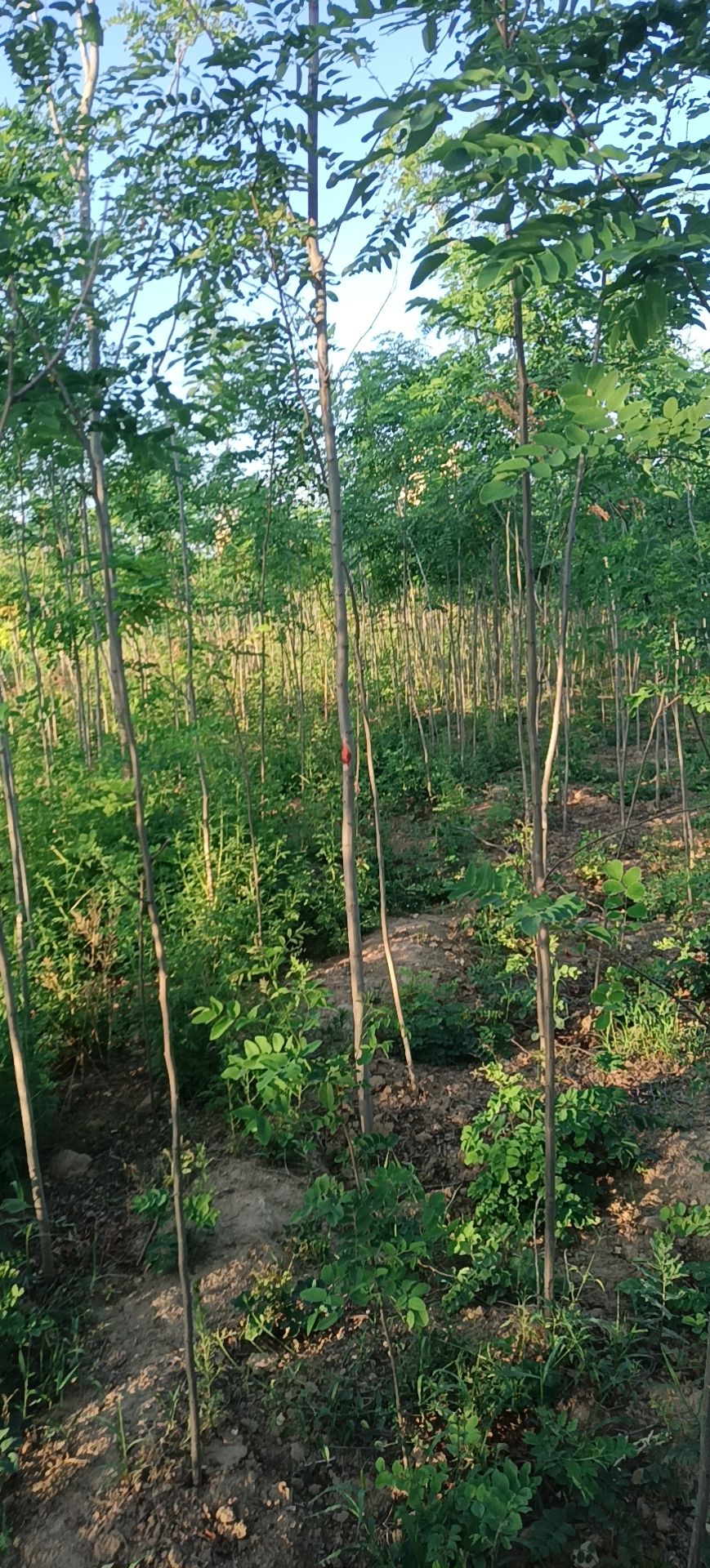 1--3年生，刺槐小苗，刺槐樹，香花槐！