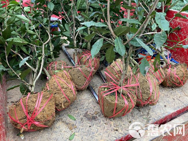 茶树苗 四川茶苗大量供应、品种齐全二证一签