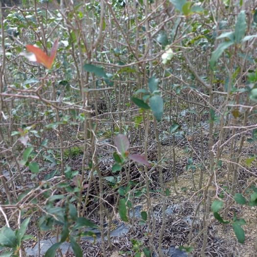 长阳县皱皮木瓜苗