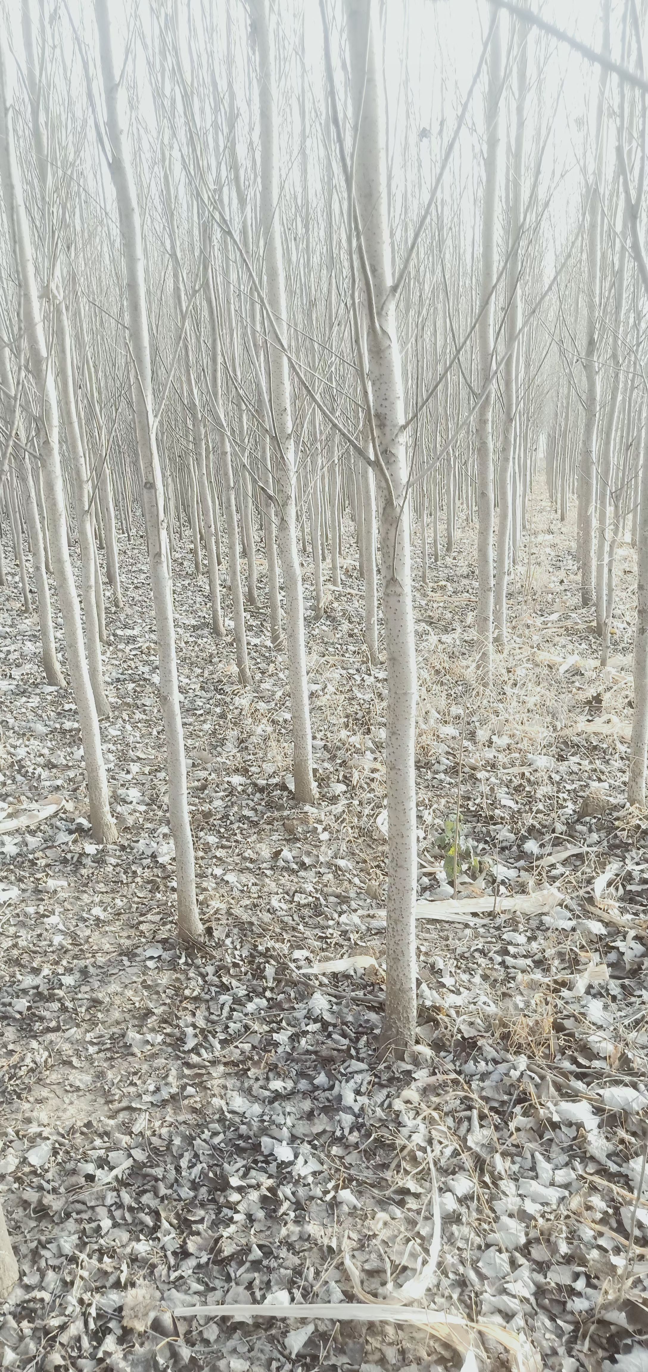 银中扬4---8公分1万棵