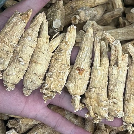 加拿大原枞西洋参,1.5克之15克内的规格都有货