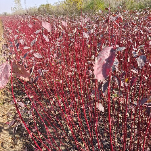 沭阳县红瑞木苗80高度红瑞木。多分支红瑞木。红瑞木批发。红瑞木价格