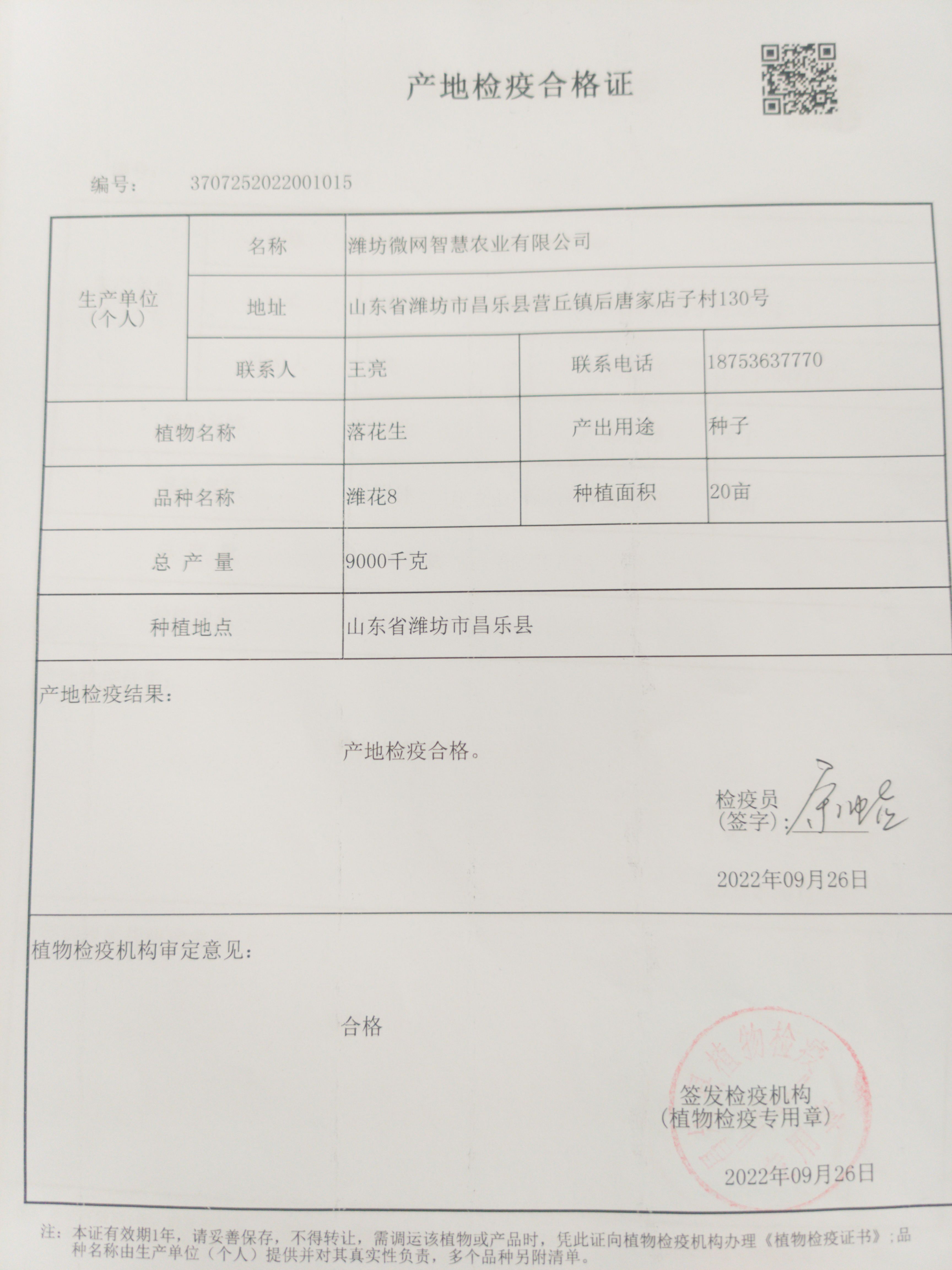 高油酸潍花8号潍花24号潍花33号潍坊农业科学院原种可春夏播