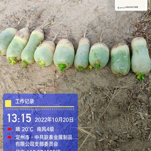 定州市沙地萝卜地头出货