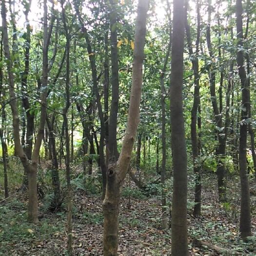 台山市低价处理  3000棵 桂树 跟樟树