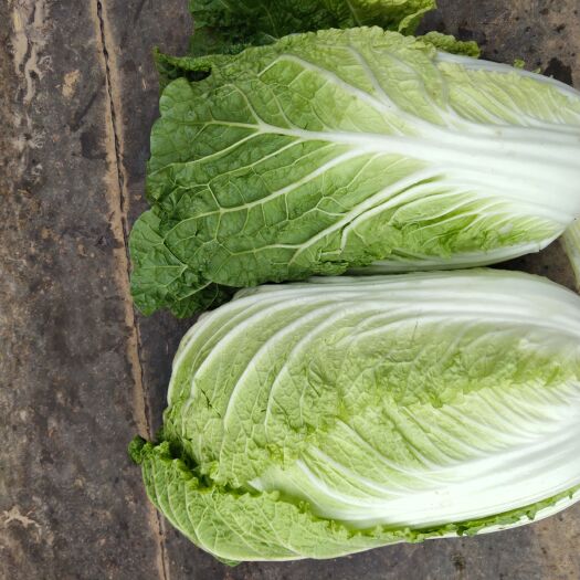 临洮县黄心白菜