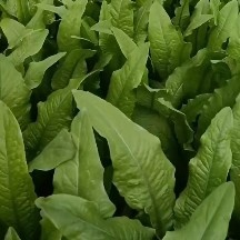 邯郸油麦，精品油麦