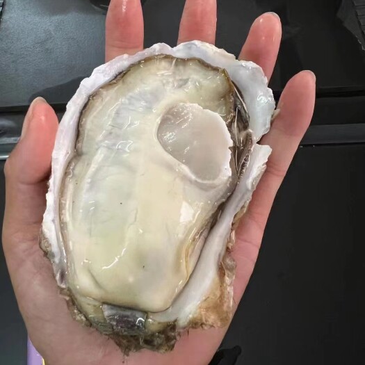 佛山广东省海宝湾大厂精品乳山蚝