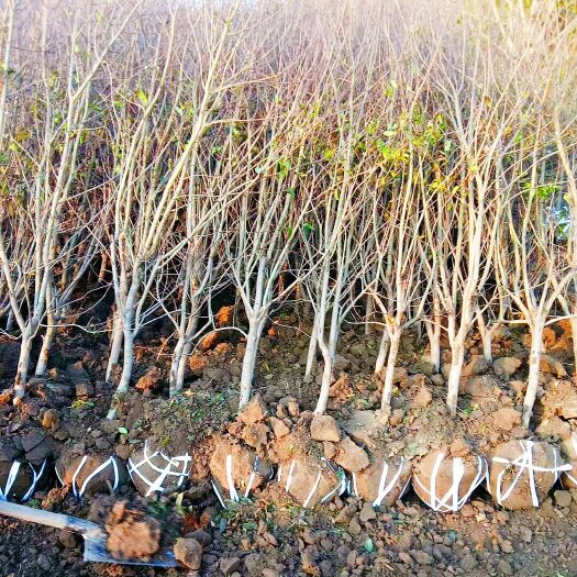 泰安纯正泰山红石榴树苗，量大，规格齐全，品种纯正，老百姓一手货源