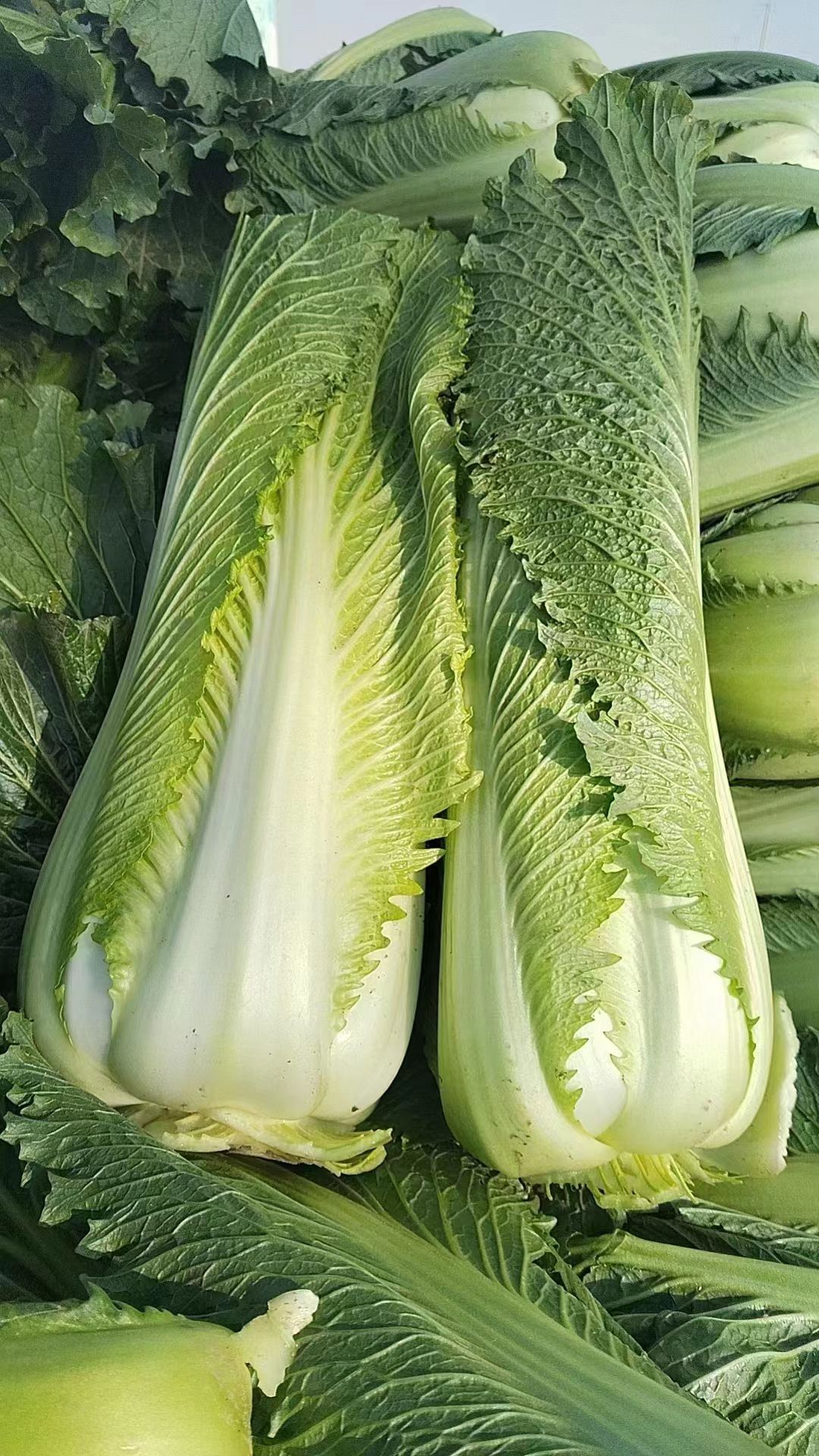 玉田特产包尖白菜