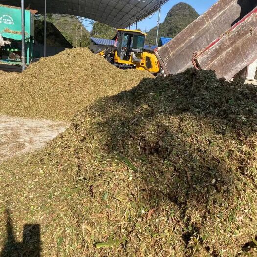 宾阳县青贮玉米秸秆草料