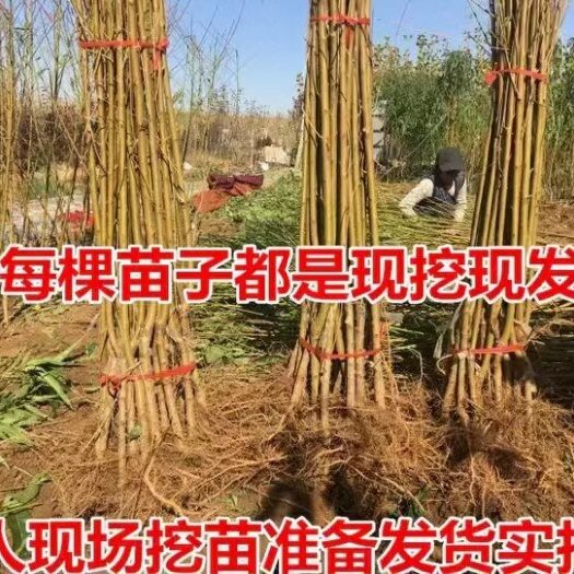 武陟县桃树苗，桃树苗批发，桃树供应，河南桃树苗批发。