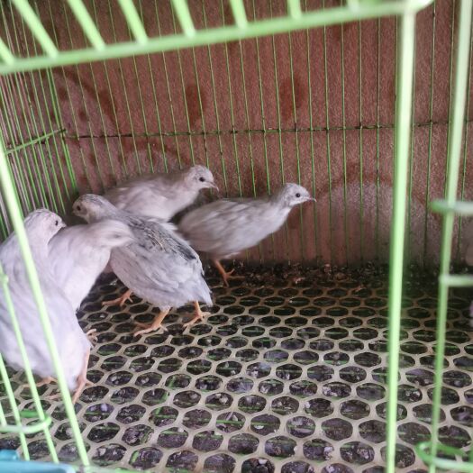 灌南县芦丁鸡成年鸡